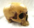 Produktbild: anatomic scull Markus Mayer Schädel ohne Unterkiefer