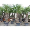 Produktbild: XXXXL 210 - 230 cm Trachycarpus fortunei Hanfpalme, winterharte Palme bis -18°C