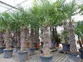 Produktbild: gruenwaren jakubik XXXXL 210-230 cm Trachycarpus fortunei Hanfpalme, winterharte Palme bis -18°C