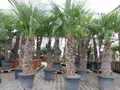 Produktbild: gruenwaren jakubik Baum XXXXL 210 - 230 cm Trachycarpus fortunei Hanfpalme, winterharte Palme