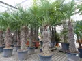 Produktbild: XXXXL 210 - 230 cm Trachycarpus fortunei Hanfpalme, winterharte Palme bis -18°C
