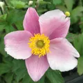 Produktbild: Anemone hupehensis 'September Charme' - Herbstanemone 0,5 Liter Topf