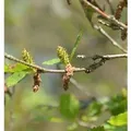 Produktbild: Strauchbirke 40-60cm - Betula humilis