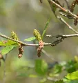 Produktbild: Strauchbirke 40-60cm - Betula humilis - lebende Gartenpflanze aus den Baumschulen