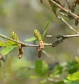 Produktbild: Strauchbirke 40-60cm - Betula humilis