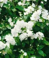 Produktbild: Philadelphus 'Schneesturm', Duftjasmin, weiß, 40–60 cm