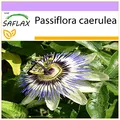Produktbild: SAFLAX - Blaue Passionsblume - 25 Samen - Passiflora caerulea