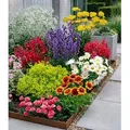 Produktbild: BALDUR Garten 9er Set Bunter Staudengarten, Pflanzen im 7x7 cm-Topf, Staudenbeet, rote Astilbe, weißes Schleierkraut, Kokardenblume, Glockenblume,...