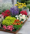 Produktbild: BALDUR Garten 9er Set Bunter Staudengarten, Pflanzen im 7x7 cm-Topf, Staudenbeet, rote Astilbe, weißes Schleierkraut, Kokardenblume, Glockenblume, rosa Federnelke, Frauenmantel, roter Bartfaden, etc.