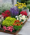 Produktbild: BALDUR Garten Staude 9er Bunter Staudengarten, 9 St., Caryophyllaceae, winterhart, mehrjährig, pflegeleicht