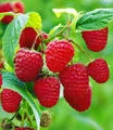Produktbild: BALDUR Garten Obstpflanze Himbeere TwoTimer® Sugana®, 1 St., Selbstbefruchtend, winterhart, mehrjährig, pflegeleicht