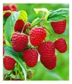 Produktbild: Himbeeren TwoTimer® Sugana® , 1 Pflanze, Rubus idaeus