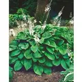 Produktbild: Hosta Plantaginea Honeybells Duftende Funkie Ca. 11x11 cm Topf