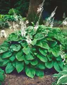 Produktbild: Hosta plantaginea 'Honeybells' 11x11 cm Topf – Winterhart, Mehrjährig, Pflegeleicht – Funkie – Staude für Schattenbeet & Kübel
