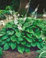 Produktbild: Pflanzen für Dich Staude Hosta plantaginea Honeybells, 1 St., Duftende Funkie, Duft-Funkie