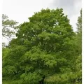 Produktbild: Feldahorn 100-125cm - Acer campestre