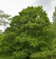 Produktbild: Feldahorn 100-125cm - Acer campestre