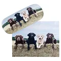 Produktbild: VON LILIENFELD Brillenetui Labrador Retriever Motiv Etui Brille Mikrofaser Brillenputztuch Brillenbox Stabiles Hardcase Set mit Stoff bezogen