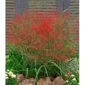 Produktbild: BALDUR Garten 3x Rotes Liebesgras Purpur Liebesgras, Pflanzen im 9x9 cm-Topf, Eragrostis spectabilis, Garten-Ziergräser, winterharte Stauden, mehr...
