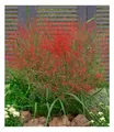 Produktbild: Rotes Liebesgras, 3 Pflanzen Eragrostis spectabilis