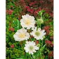 Produktbild: Scabiosa Caucasica Perfecta Alba Kaukasische Skabiose Ca. 9x9 cm Topf