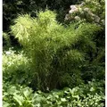 Produktbild: Gartenbambus Jumbo 100-125cm - Fargesia murielae