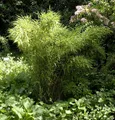 Produktbild: Gartenbambus Jumbo 100-125cm - Fargesia murielae