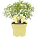 Produktbild: Exotenherz Cola-Kraut in Bio-Qualität Artemisia Abrotanum Var Maritima Kräuterpflanze im 12cm Topf
