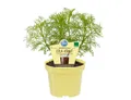 Produktbild: Exotenherz Gewürzkraut Cola-Kraut Artemisia abrotanum var. maritima Kräuterpflanze 12cm Topf