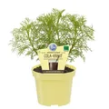 Produktbild: Cola-Kraut in BIO-Qualität - Artemisia abrotanum var. maritima - Kräuterpflanze