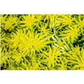 Produktbild: Sedum Reflexum Angelina Fetthenne Gelbgrün Ca. 9x9 cm Topf