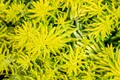 Produktbild: Sedum reflexum 'Angelina', Fetthenne, gelbgrün, ca. 9x9 cm Topf