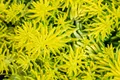 Produktbild: Pflanzen für Dich Staude Sedum reflexum Angelina, 1 St., Tripmadam, Felsen-Mauerpfeffer, Mauerpfeffer