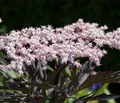 Produktbild: Dehner Holunder Black Tower, Sambucus nigra, Selbstbefruchter-Sorte, schwarz-rotes Laub, 60-80 cm exkl. Pflanztopf, 5 l Topf, Ziergehölz