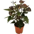 Produktbild: Exotenherz Anthurium Andreanum Black Karma mit Schwarzer Blüte im 12cm Topf