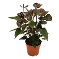 Produktbild: Exotenherz - Anthurium andreanum 