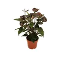 Produktbild: Exotenherz Zimmerpflanze Anthurium andreanum 