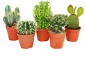Produktbild: 5 verschiedene mittelgroße Kakteen im Set, 8,5cm Topf, ca. 12-18cm hoch