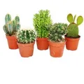 Produktbild: Exotenherz 5 Verschiedene Mittelgroße Kakteen im Set 8,5cm Topf ca. 12-18cm Hoch