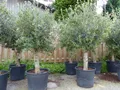 Produktbild: Sonderpreis Olive winterharter Olivenbaum 45 Jahre, dicke Stämme, winterhart
