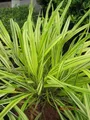Produktbild: Goldenes Japangras - Hakonechloa macra Aureola