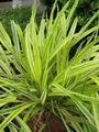 Produktbild: Goldenes Japangras - Hakonechloa macra Aureola