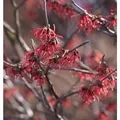 Produktbild: Rote Zaubernuß Ruby Glow 40-60cm - Hamamelis intermedia
