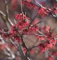 Produktbild: Rote Zaubernuß Ruby Glow 40-60cm - Hamamelis intermedia