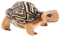 Produktbild: Heunec 621565 Schildkröte 