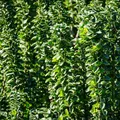 Produktbild: GreenboutiQ - Heckenpflanzen - Euonymus japonica Green Spire - Blatt grün - 6 Pflanzen - 1 laufender Meter - immergrün - Topf 17cm Höhe 40cm