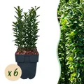 Produktbild: Heckenpflanzen Euonymus japonica Green Spire ⌀17cm ↕40cm