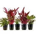 Produktbild: AquaOne Aquarium Pflanzen I 5x Wasserpflanzen I Rote Aquarienpflanzen I Stängelpflanzen Alternanthera Ludwigia Lagenandra Limnophila I Set mit 5 Aquariumpflanzen