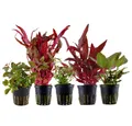 Produktbild: Aquaone Wasserpflanze Pflanzen Set mit 5 schönen roten Wasserpflanzen Nr.103