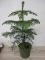 Produktbild: Araucaria heterophylla - Zimmertanne - Norfolktanne - 40-60cm